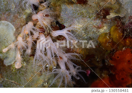 鮮やかな水底　海の風景 130558481