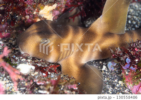ネコザメ 海の生物 ネコザメ 海の生物 130558486