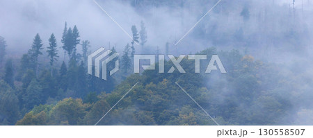 Pine trees black stylized silhouette photo 130558507
