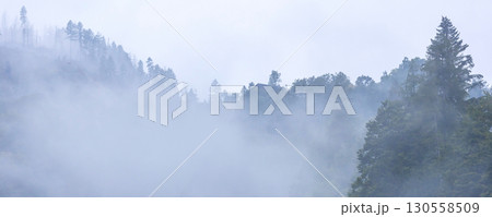 Pine trees black stylized silhouette photo Pine trees black stylized silhouette photo 130558509