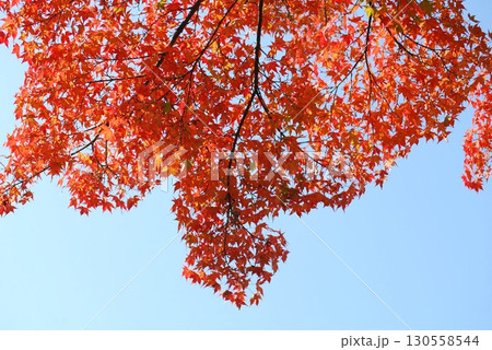青空と紅葉の風景 青空と紅葉の風景 130558544
