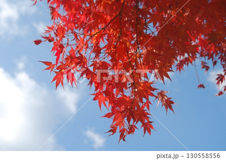 青空と紅葉の風景 130558556