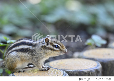 シマリス 130558706