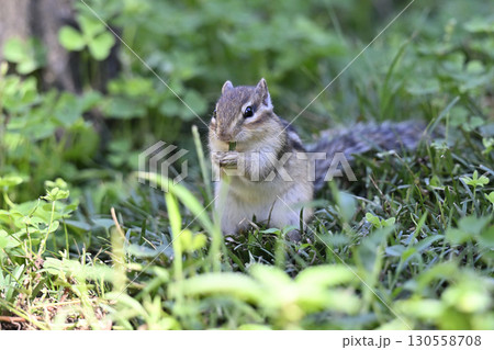 シマリス 130558708