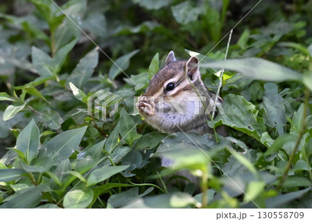 シマリス 130558709