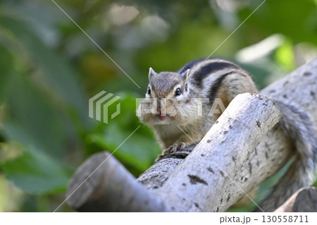 シマリス 130558711