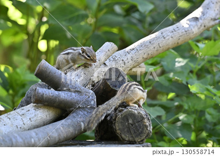 シマリス 130558714