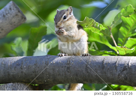 シマリス シマリス 130558716