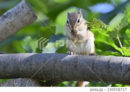 シマリス 130558717