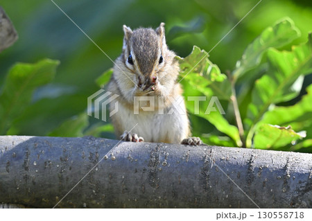 シマリス 130558718
