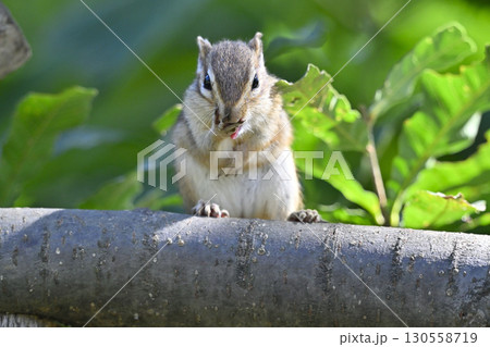 シマリス 130558719