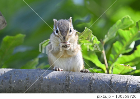 シマリス 130558720