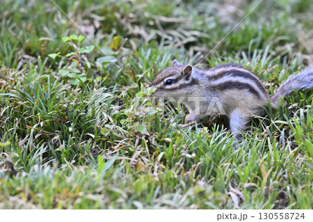 シマリス 130558724