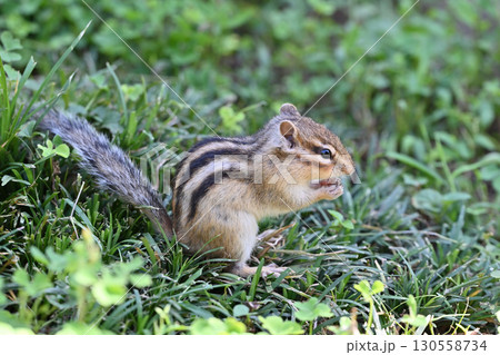 シマリス 130558734