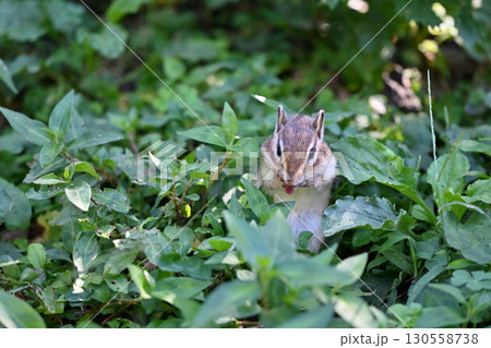 シマリス 130558738