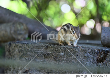 シマリス 130558743