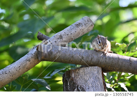 シマリス 130558745