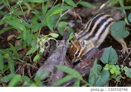 シマリス 130558746