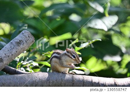 シマリス 130558747