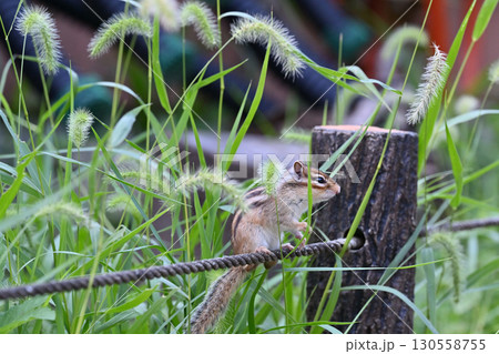 シマリス 130558755