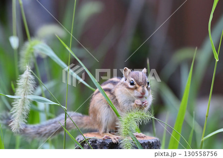 シマリス 130558756