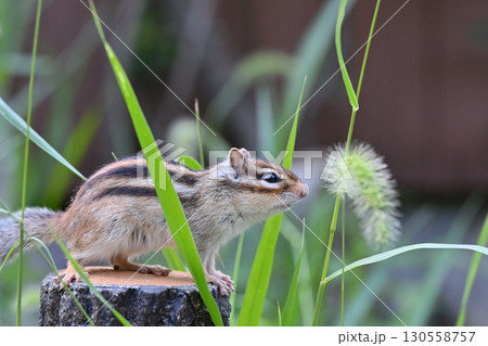 シマリス 130558757