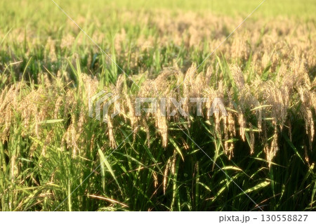 収穫間近の稲穂 130558827