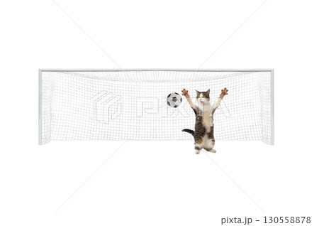 cat standing on gate hitting ball isolated on white background cat standing on gate hitting ball isolated on white background 130558878