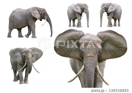 African elephant isolated on white background 130558883
