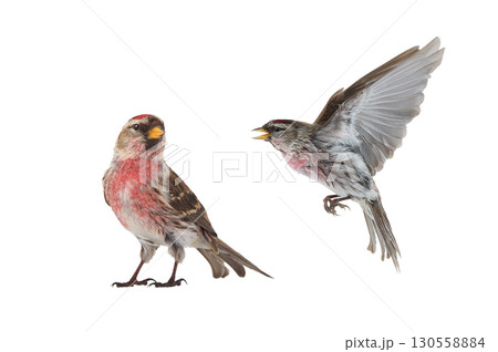 Common Redpoll  isolated on white background 130558884
