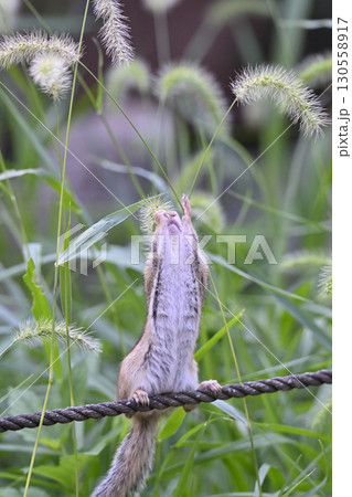 猫じゃらしを食べるシマリス 130558917