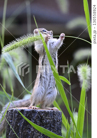 猫じゃらしを食べるシマリス 130558924