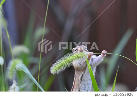 猫じゃらしを食べるシマリス 130558926