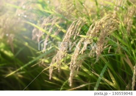 朝露に濡れる稲穂 朝露に濡れる稲穂 130559048
