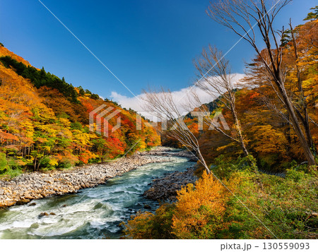 色鮮やかな紅葉と清流が美しい山間の渓谷風景｜紅葉、渓谷、川、秋、山、自然、清流、紅葉狩り 130559093