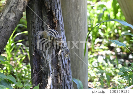 木登りするシマリス 130559123