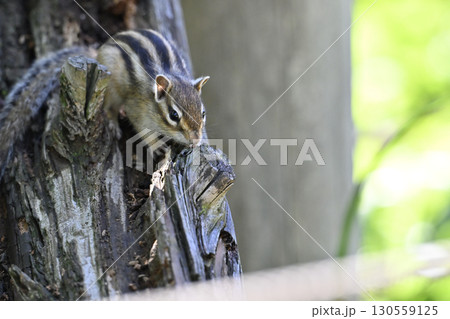 木登りするシマリス 130559125