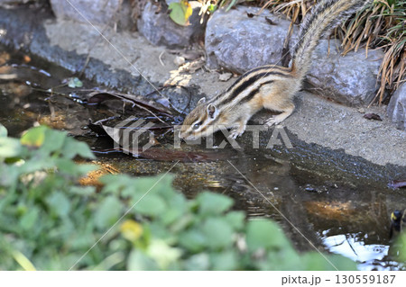 水を飲むシマリス 130559187