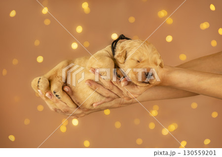 Sweet golden retriever puppy resting in human hands with warm glowing bokeh lights in the background. Symbol of love, care, and tenderness. 130559201