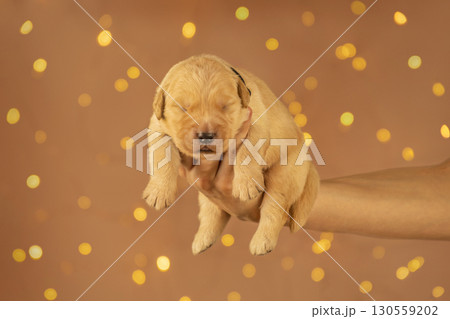 Sweet golden retriever puppy resting in human hands with warm glowing bokeh lights in the background. Symbol of love, care, and tenderness. 130559202
