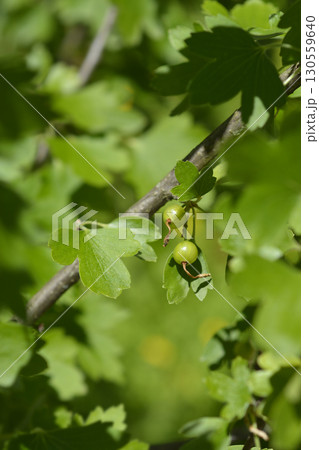 Golden currant Golden currant 130559640