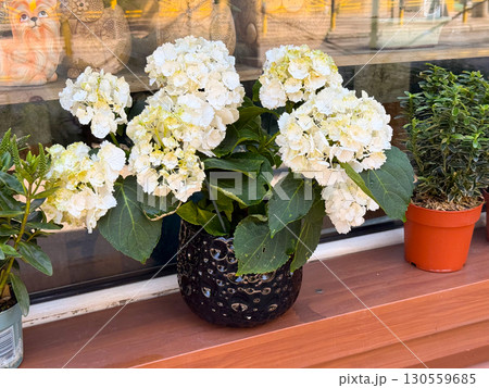 White hydrangea blooming in a black pot. Beauty, decoration, and natural freshness in everyday surroundings. 130559685