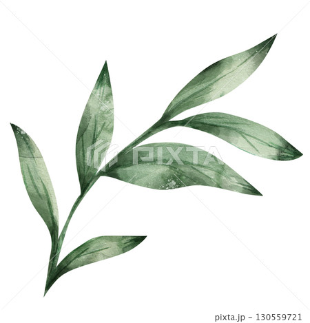 Watercolor botanical illustration of a green plant branch. Isolated on a white background, hand-drawn. For wedding invitations, design. Natural element 130559721
