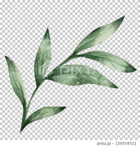 Watercolor botanical illustration of a green plant branch. Isolated on a white background, hand-drawn. For wedding invitations, design. Natural element 130559721