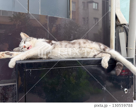 Stray cat stretching and yawning outdoors. Relaxation, freedom, and daily life of urban animals. Stray cat stretching and yawning outdoors. Relaxation, freedom, and daily life of urban animals. 130559788