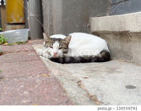 Stray cat sleeping on pavement. Rest, adaptation, and survival in an urban outdoor setting. 130559791