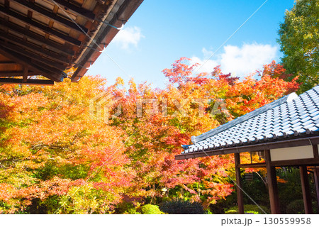 京都市 源光庵の紅葉 130559958