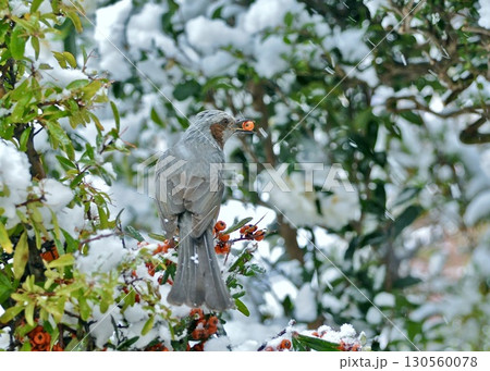 暑さ対策、雪の日の思い出。 130560078