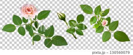 淡いピンクのバラのクローズアップ（背景透過） 130560079