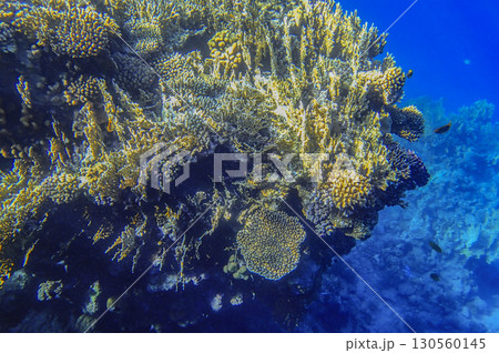 Staghorn coral Acropora, finger coral Porites compressa, lobed coral Porites and brain coral Staghorn coral Acropora, finger coral Porites compressa, lobed coral Porites and brain coral 130560145